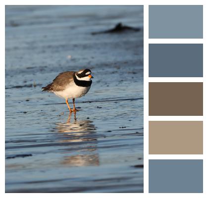 Ringed Plover Bird Plover Image